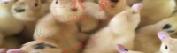 云南狮头鹅苗 贵州鹅苗基地 大三花鹅苗价格