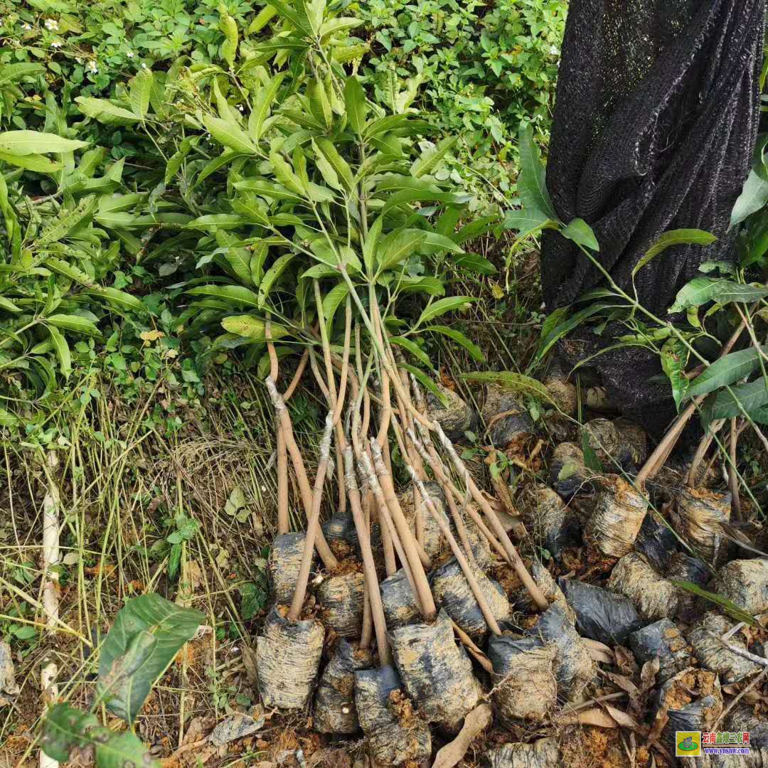 云南芒果苗价格80公分高|甜香橼果苗价格|香蕉苗价格