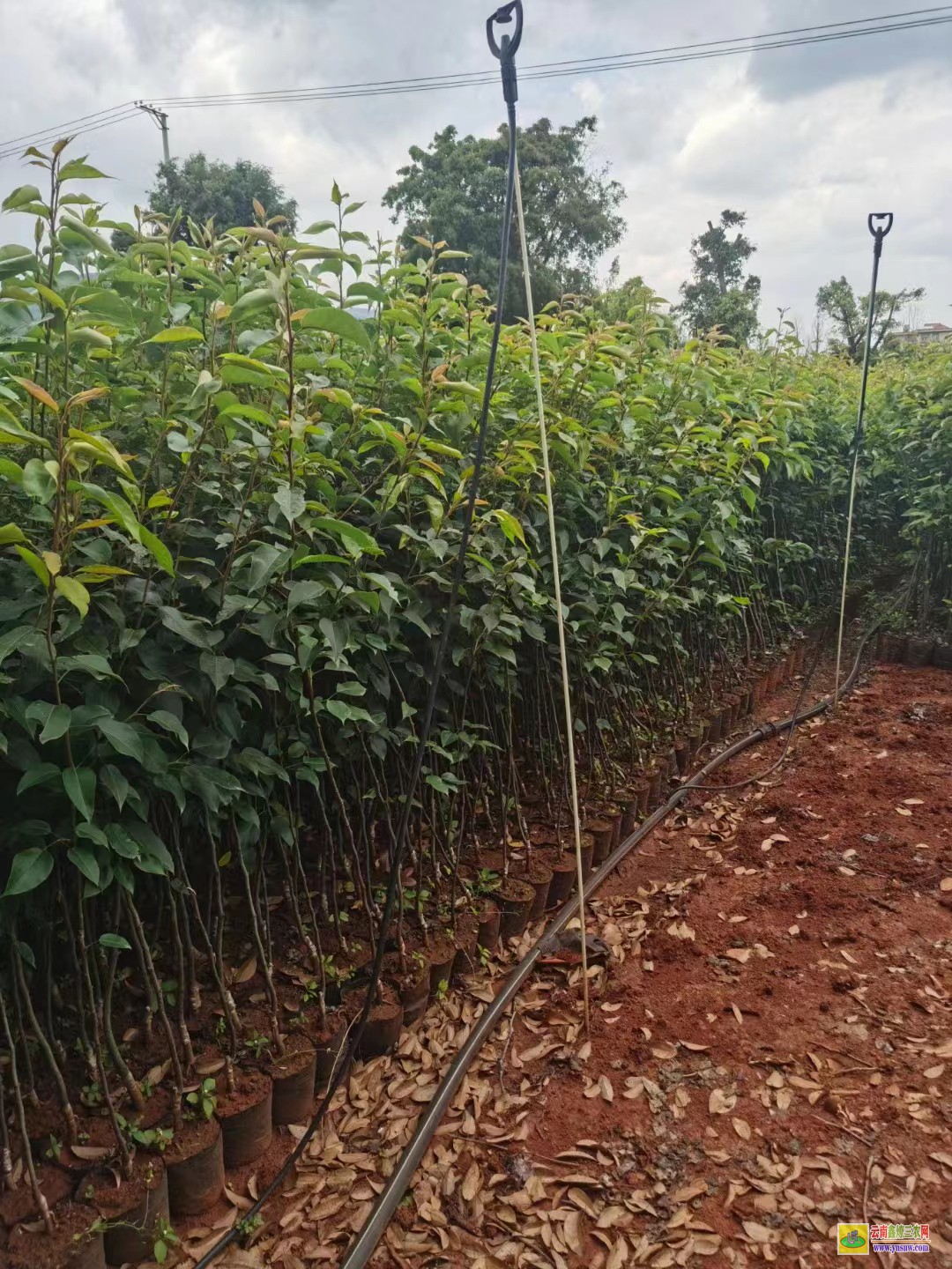 文山富宁海南黄花梨树苗价格|红梨苗价格|红梨苗批发基地