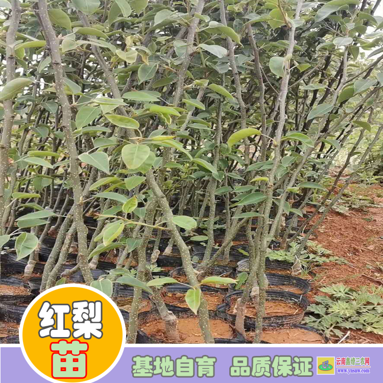 文山富宁海南黄花梨树苗价格|红梨苗价格|红梨苗批发基地