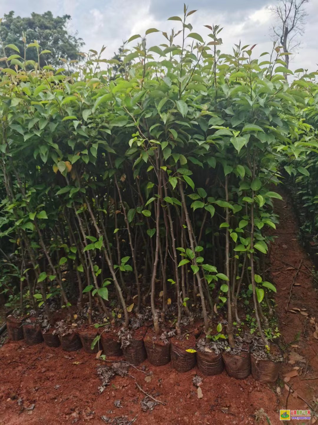 红河绿春海南黄花梨树苗价格|红梨苗品种大全|红梨苗木哪里买