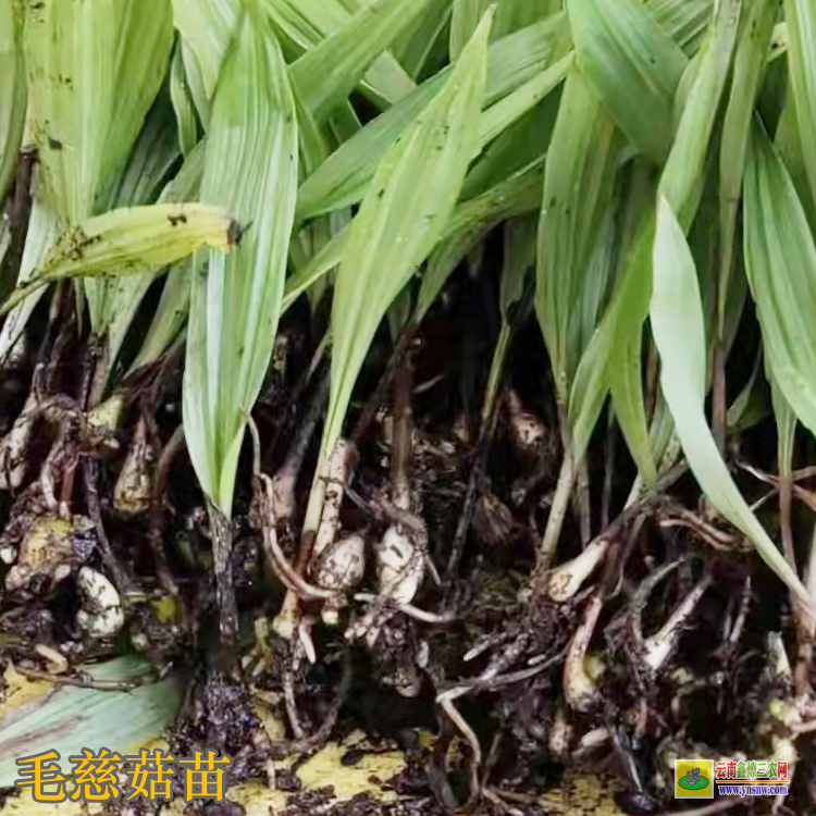海南毛慈菇种植技术种子育苗 毛慈菇的功效与作用 毛慈菇种苗