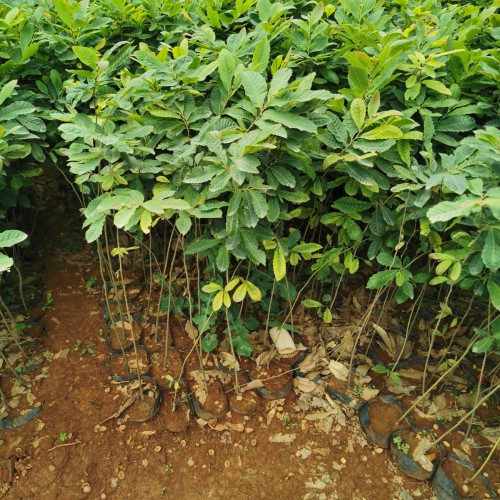罗田板栗苗 板栗苗种植技术 板栗苗批发多少钱一棵