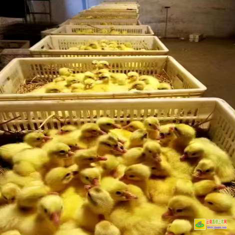 攀枝花米易纯种三花鹅苗特征 四川大三花鹅苗 三花鹅苗图片