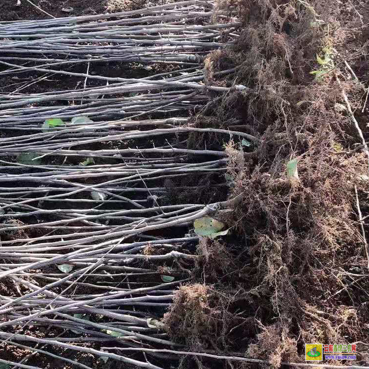 昭通苹果苗批发基地在哪里|高产柿子苗批发|黑苹果苗批发
