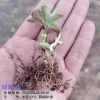 胡黄连种植条件| 胡黄莲苗价格| 胡黄莲苗厂家价格