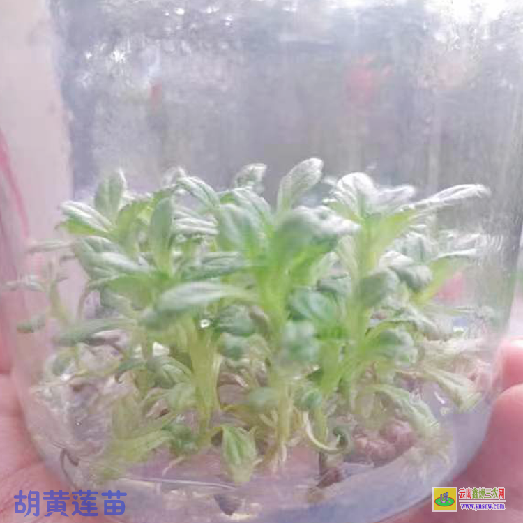胡黄连图片大全| 胡黄莲别l图片| 胡黄莲苗厂家价格