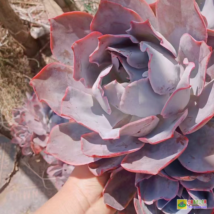 湖州大型价格 植物价格表 价格划分