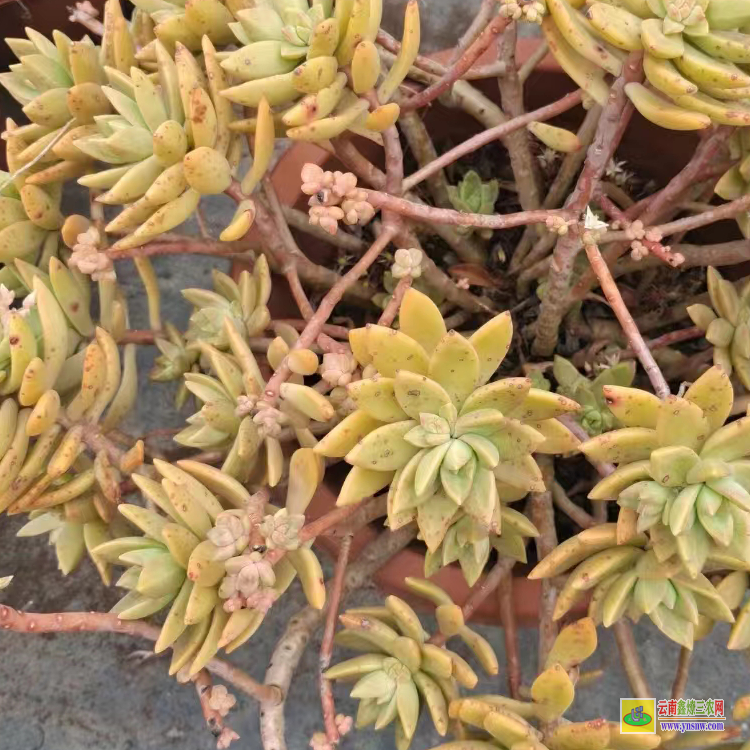 周口50种小贵货植物 价格贵的品种 价格划分