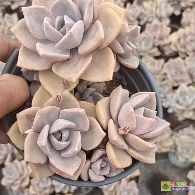 台州贵的有哪些品种 植物价格表 价格为什么这么低