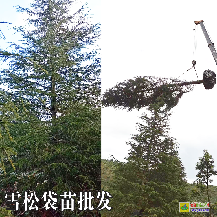 石林营养杯的雪松苗怎么样的好|云南袋苗雪松批发|三公分雪松袋苗