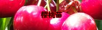 昆明东川樱桃苗栽培种植方法| 樱桃苗怎么培育| 樱桃苗批发