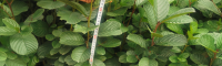 楚雄大姚桤木苗木地径1.5一2公分苗木 桤木苗木价格