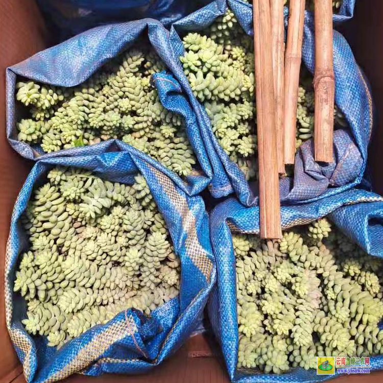 咸宁老桩价格 价格贵的品种 价格展示