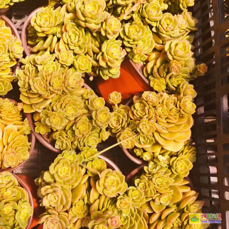 仙桃价格一览表 植物价格表 价格排行榜