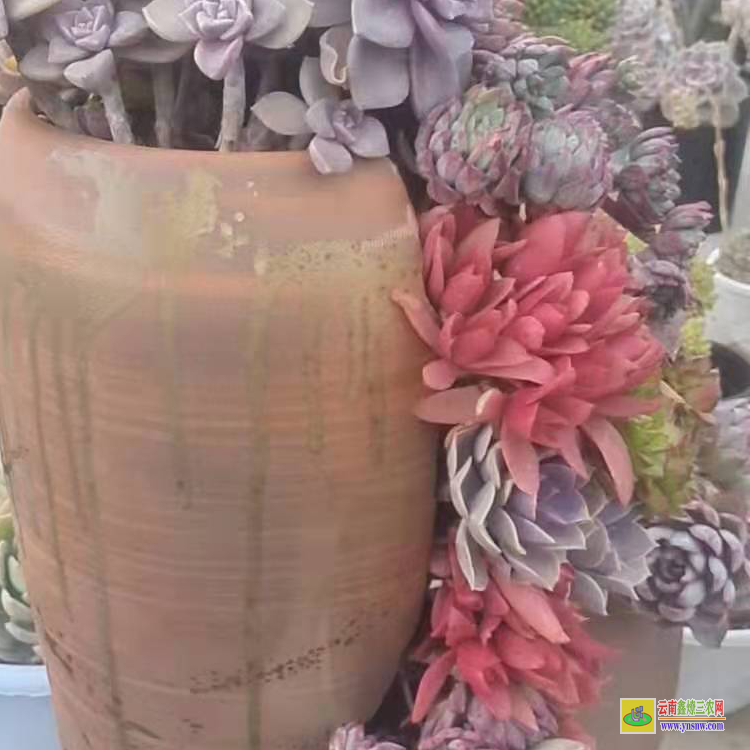十堰价格一览表便宜 价格贵的品种 价格为什么这么低