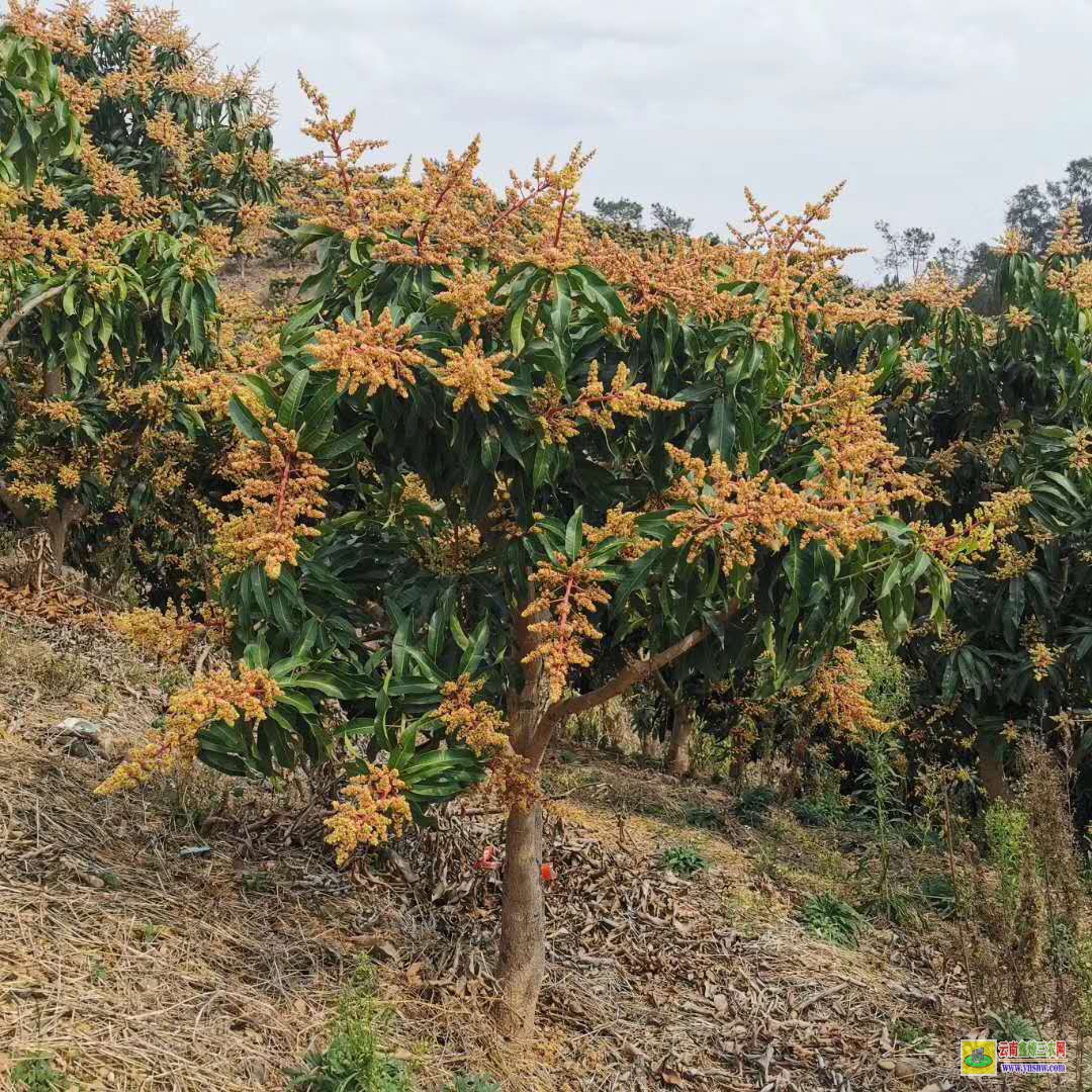 湛江廉江芒果苗批发|鹰嘴芒果苗|芒果苗怎么养护