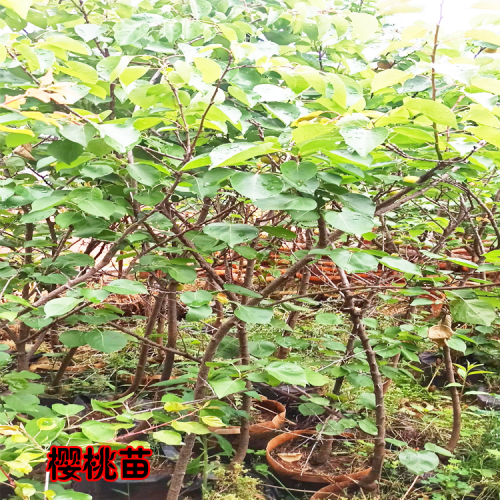昭通昭阳云南樱桃苗图片| 樱桃苗几月份移栽| 樱桃苗盆栽