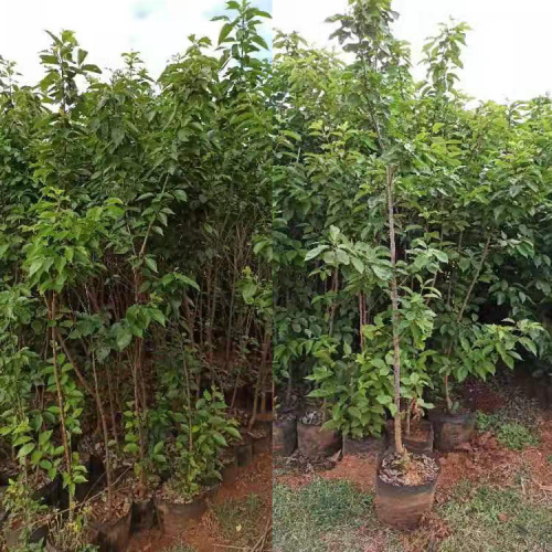 昭通盐津樱桃苗哪里有正宗的卖| 樱桃苗怎么培育| 樱桃苗盆栽