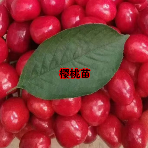 文山砚山樱桃苗栽培种植方法| 云南樱桃苗木价格表|樱桃苗盆栽