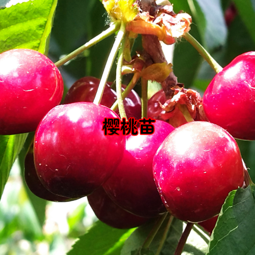 曲靖会泽云南樱桃苗多少钱一棵|云南樱桃苗木价格表|樱桃苗盆栽