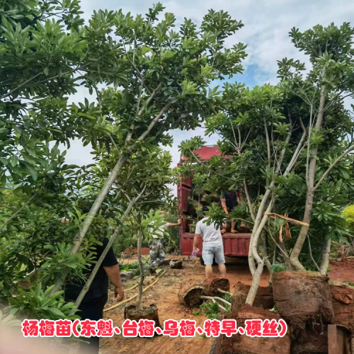 普洱宁洱杨梅苗小苗| 黑晶杨梅苗| 杨梅苗怎么种
