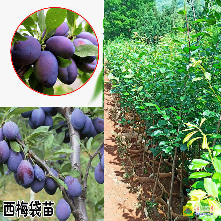 临沧西梅苗多少钱一棵| 3公分西梅苗价格| 西梅苗木栽培