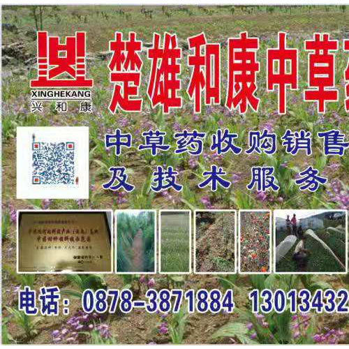 昭通镇雄余甘子哪里好 余甘子产区 余甘子功效