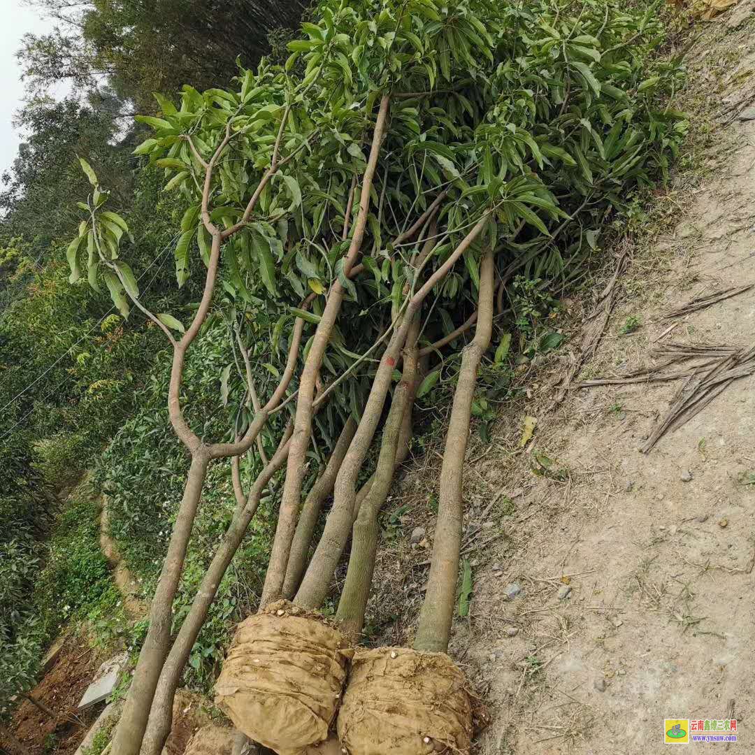 文山富宁芒果从发芽到结果要几年|芒果树苗价格|哪里有芒果苗出售