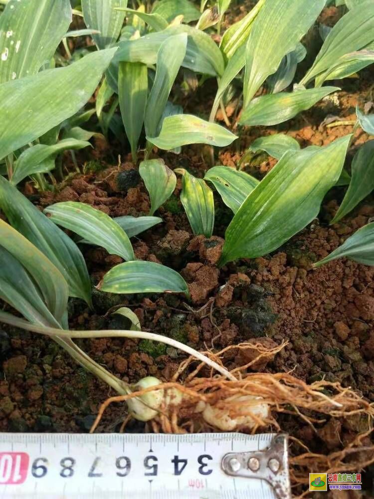 商丘永城黄精苗种植方法| 云南黄精苗 黄精苗收购
