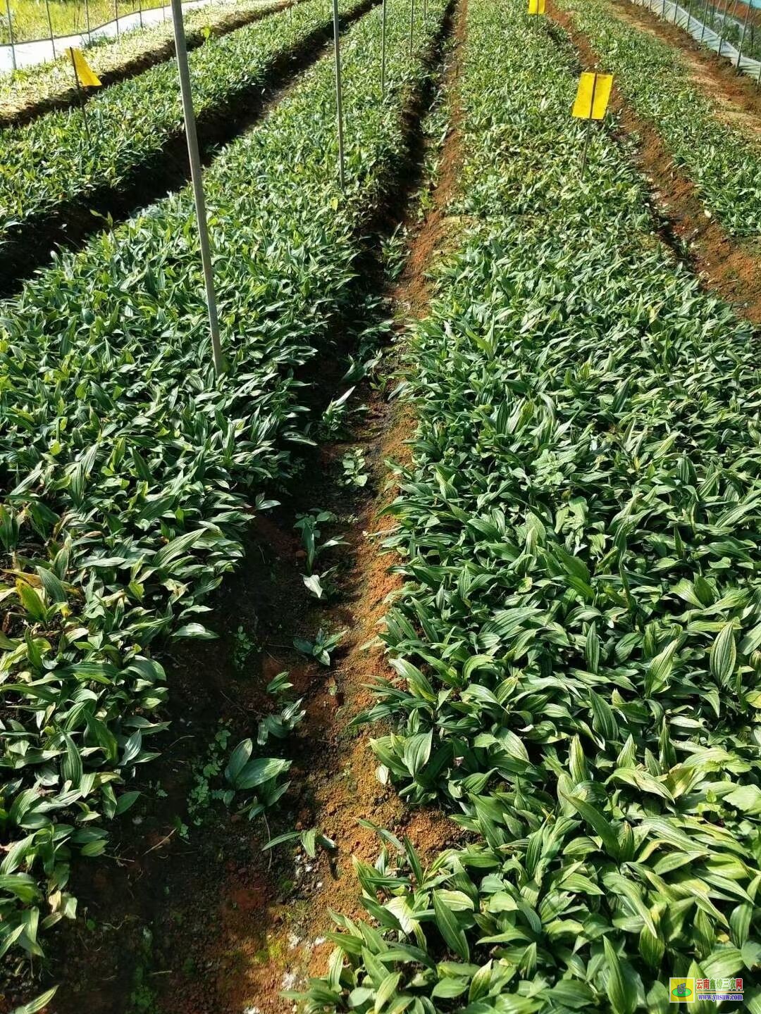 商丘永城黄精苗种植方法| 云南黄精苗 黄精苗收购