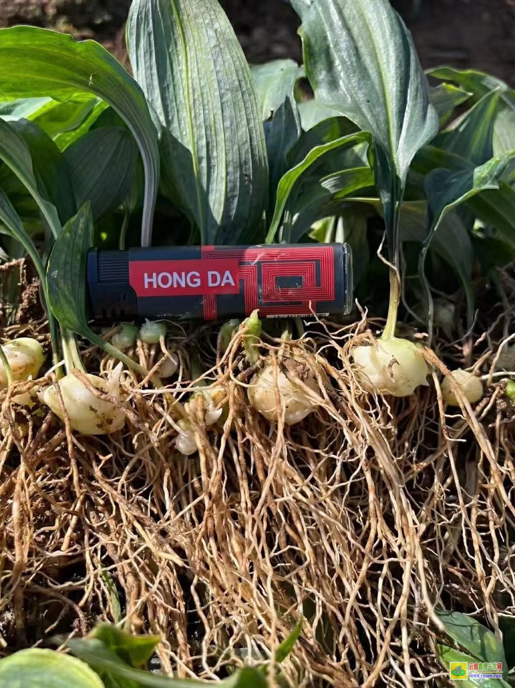 驻马店西平黄精苗种植方法| 药材黄精苗 黄精苗图片