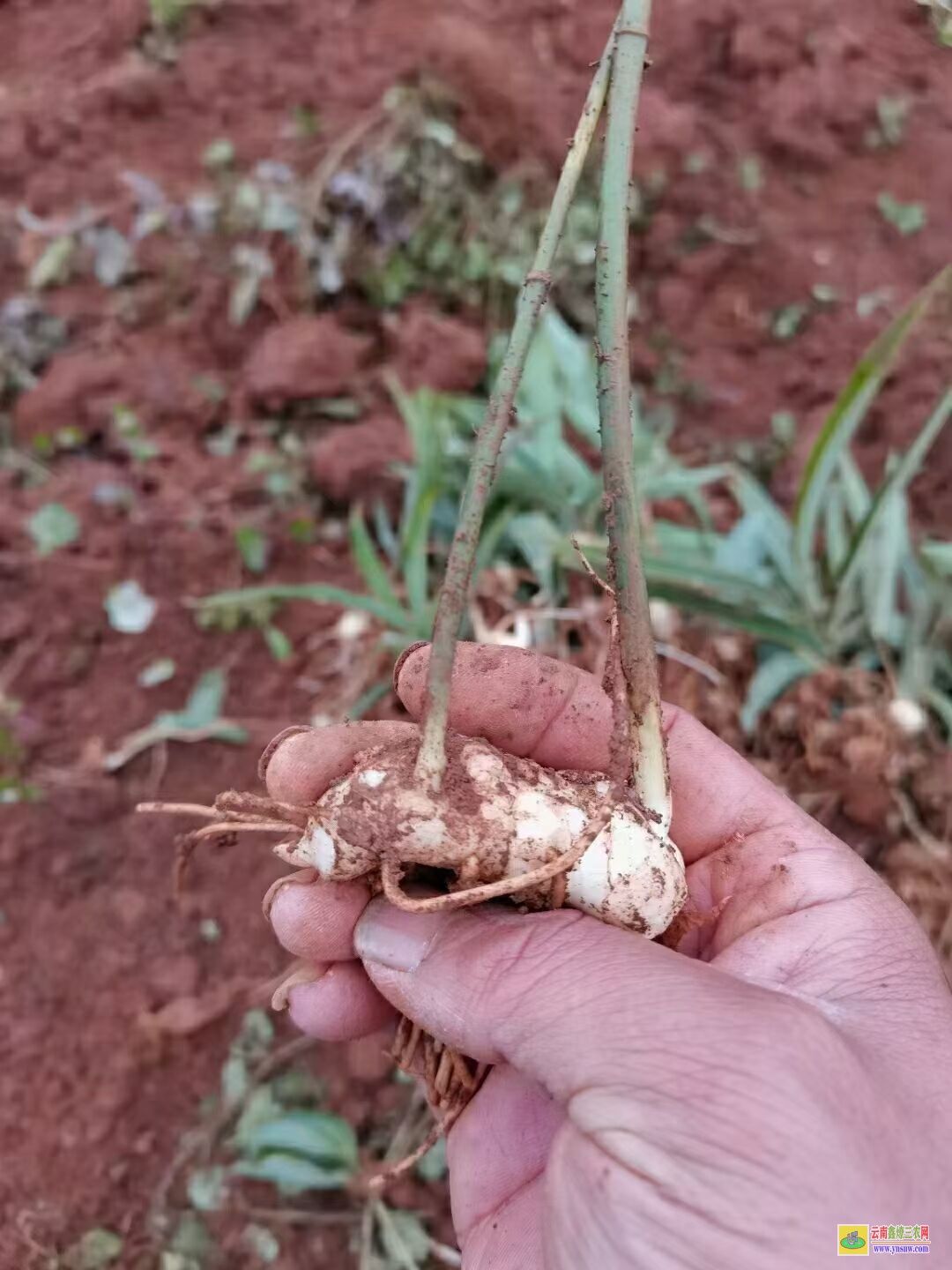 赣州兴国黄精苗种植方法| 黄精苗种植 黄精苗多少一棵