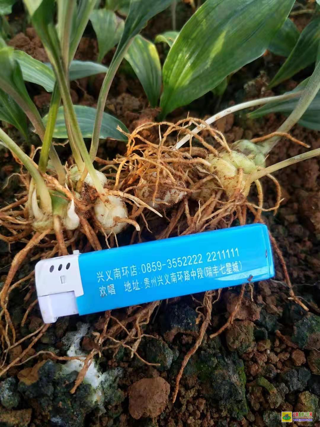舟山普陀黄精苗种植方法| 黄精苗批发 黄精苗收购