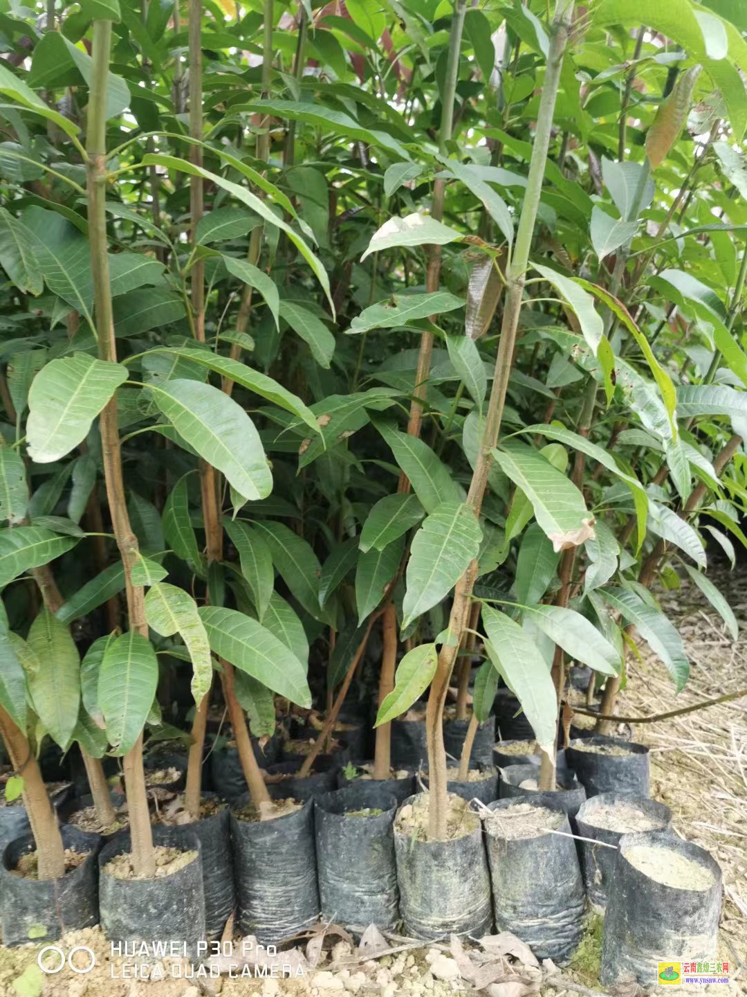 大理云龙芒果籽种能不能结果|芒果苗几年能结果|芒果苗批发价格