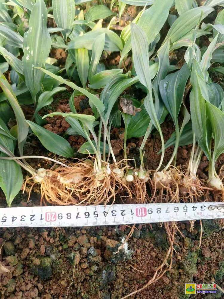 阜阳临泉黄精幼苗栽培技术| 黄精苗种植 黄精苗多少一棵