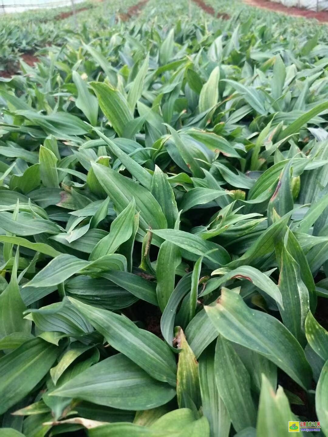 亳州谯城黄精幼苗栽培技术| 黄精苗基地 黄精苗图片