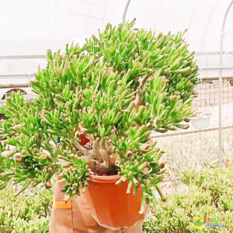 驻马店50种小贵货植物 九尾狐价格 价格谁来定