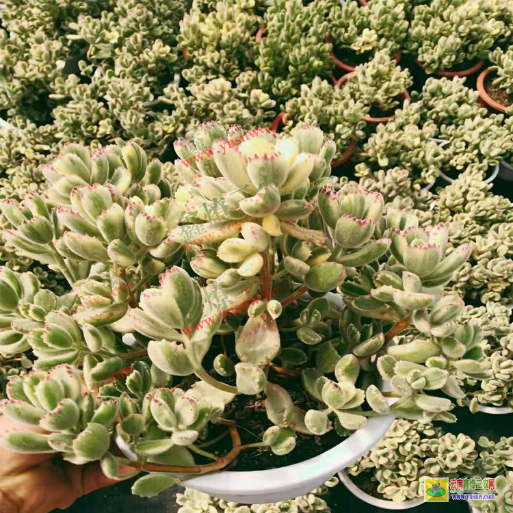 驻马店50种小贵货植物 九尾狐价格 价格谁来定
