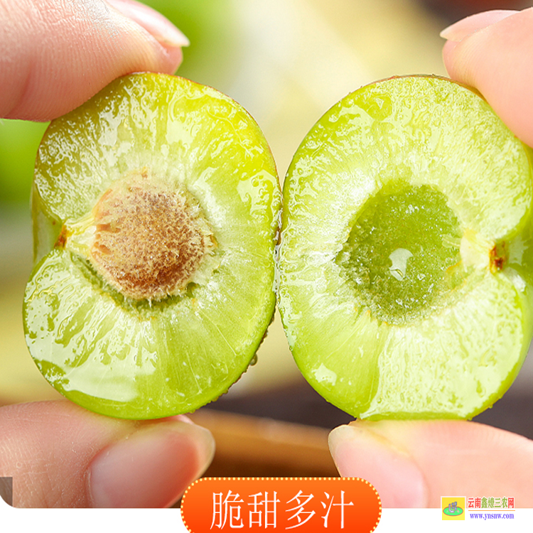 丽江李子苗几月份栽成活率高| 李子苗基地哪家好 李子苗栽培技术与管理