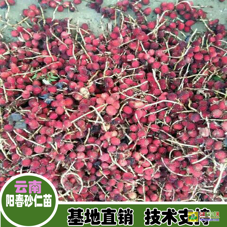 广州从化砂仁苗哪里买| 砂仁图片大全大图|四川砂仁苗