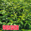 重庆玛瑙红樱桃树苗 |玛瑙红樱桃种植技术| 玛瑙红樱桃苗好吃吗