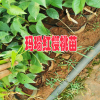 普洱玛瑙红樱桃苗图片 |贵州玛瑙红樱桃苗| 玛瑙红樱桃苗哪里有