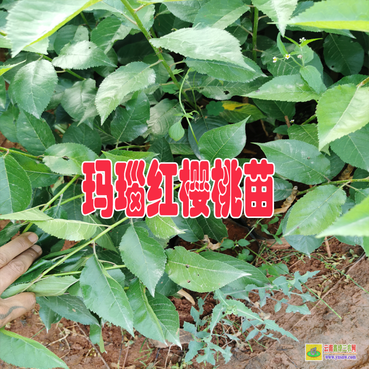 红河玛瑙红樱桃苗几月份包压条苗适合 |贵州玛瑙红樱桃苗| 玛瑙红樱桃苗好吃吗