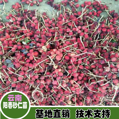 绵阳江油砂仁苗批发价格| 正宗阳春春砂仁苗|四川砂仁苗