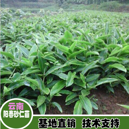 红河元阳春砂仁多少钱一斤| 砂仁苗种植育苗出售|砂仁苗采购