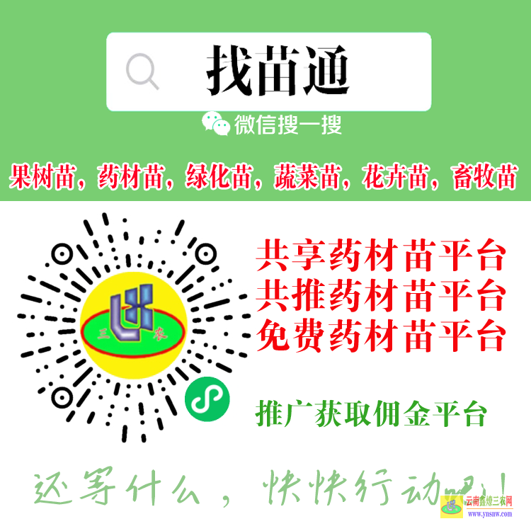 怒江种药材苗后除草| 药材苗图片大全 药材冰球子苗