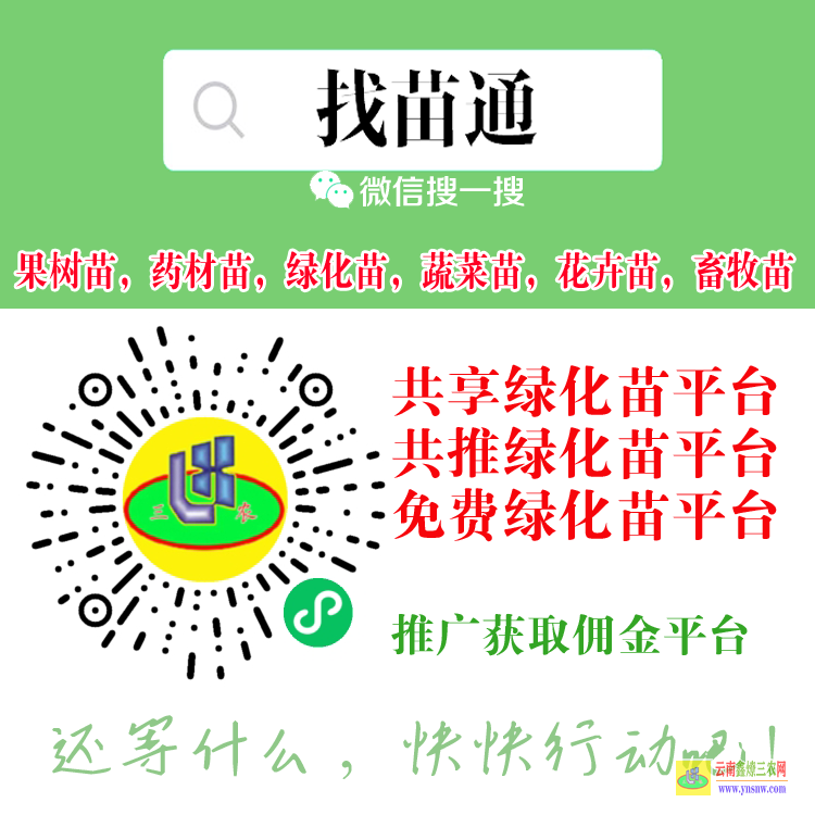 西双版纳一斤10000元的药材| 药材苗哪里有卖 贵州苗寨药材推荐