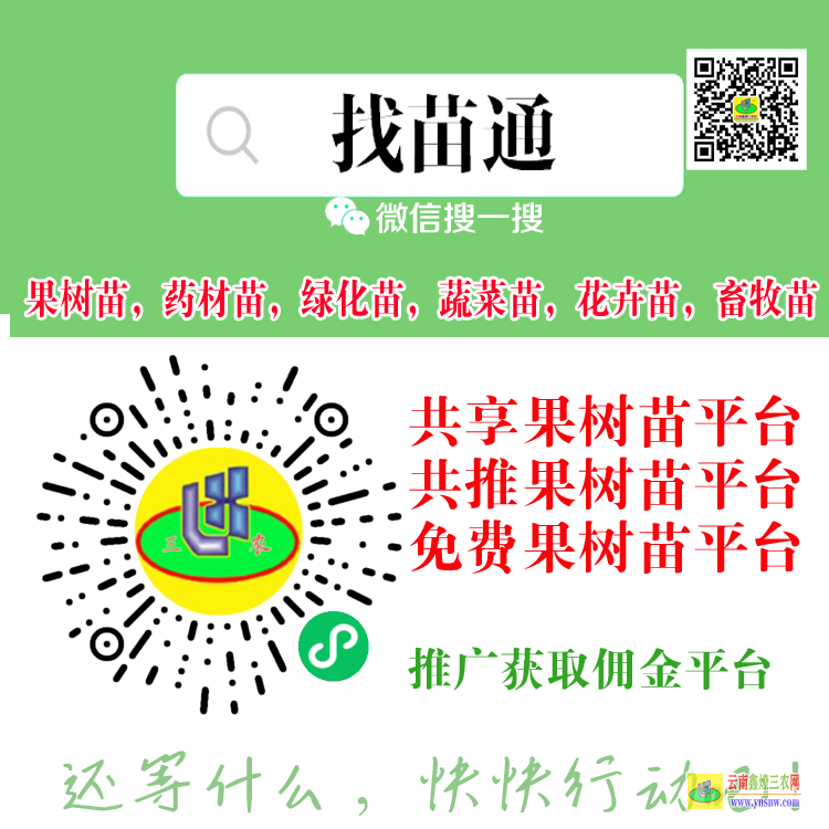 德宏果树苗批发市场| 南方果树苗品种有哪些 果树苗购销合同