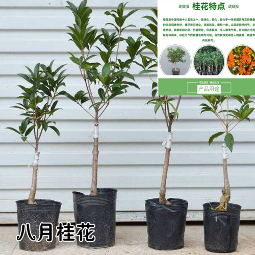 八月桂花  月桂花图片大 云南八月桂花多少一棵